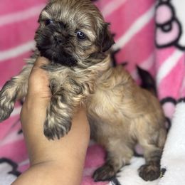 Georgia - Sable female Shih Tzu puppy in Roseville, Michigan from Diamond Paws LLC