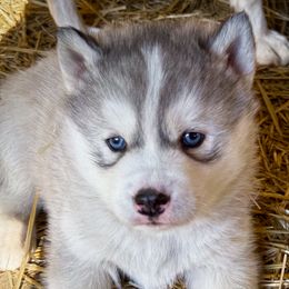 Smokey - Black tan and white male Siberian Husky puppy in Grant City, Missouri from Timberline Paws