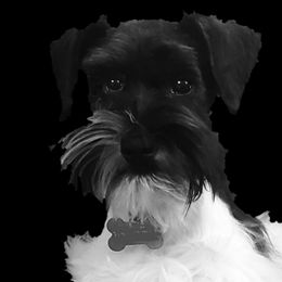 Cookie - Miniature Schnauzer