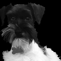 Cookie - Miniature Schnauzer