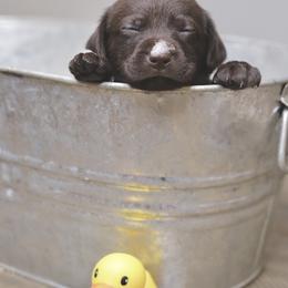 Labrador Retriever Puppies from AGL Retrievers
