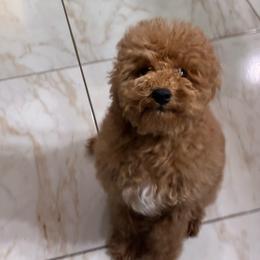 Cumin - Apricot male Poodle puppy in Miami, Florida from Sakura Poodles