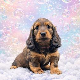 Mauve Collar ON HOLD - Red female Dachshund puppy in Zebulon, North Carolina from Salt of the Earth Dachshunds