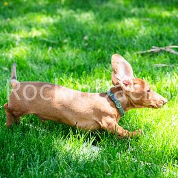 Hershey - Dachshund puppy from Rockindachs