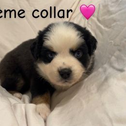 Cream - Black tri female Miniature Australian Shepherd puppy in Colbert, Georgia from Terri's Mini Aussies