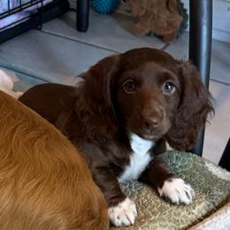 Iris Full AKC Female 1 - Chocolate female Dachshund puppy in Erie, Michigan from Champagne’s Grinch Toe’d Dachshunds