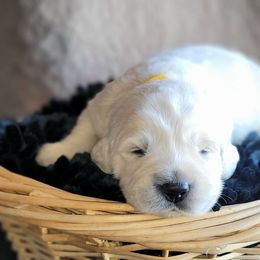 Girl 3 - Light golden female Golden Retriever puppy in Osceola, Iowa from Healing Hearts Therapy Goldens
