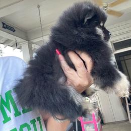 Spice - Black and tan female Pomeranian puppy in Avon Park, Florida from Mariska's Pomeranians