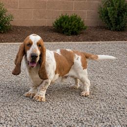 Thiago - Red and white male Basset Hound puppy in Surprise, Arizona from Howlin Hounds