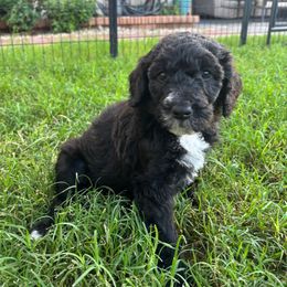 Winslow (Winnie) - Black and white female Bernedoodle puppy in Phoenix, Arizona from Grandview Bernedoodles