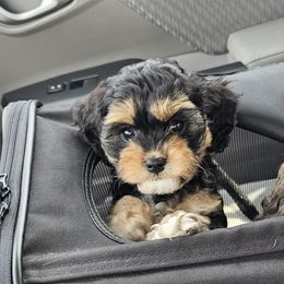 Aussiedoodle, Cavalier King Charles Spaniel, Cavapoo, and Labradoodle Puppies from Mc Doodles of Texas LLC