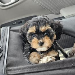 Aussiedoodle, Cavalier King Charles Spaniel, Cavapoo, and Labradoodle Puppies from Mc Doodles of Texas LLC