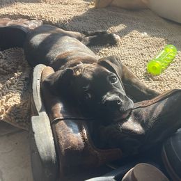 Boxer Puppies from Winchester Boxers