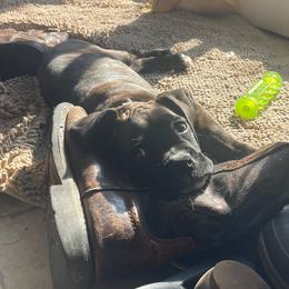 Boxer Puppies from Winchester Boxers
