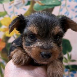 Rascal - Black and gold male Yorkshire Terrier puppy in Phoenix, Arizona from Coursey’s Yorkies