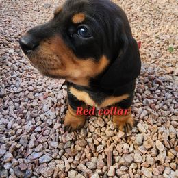 Red collar - Black and tan male Dachshund puppy in Apache Junction, Arizona from Shaw Dachshunds