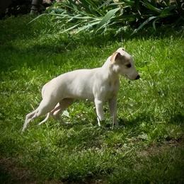 Valentine - White and fawn female Whippet puppy in Oneida, Tennessee from Saving Grace