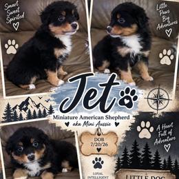 Jet - Black tri male Miniature American Shepherd puppy in Covington County, Alabama from Sweetbay Aussies/ Miniature American Shepherds