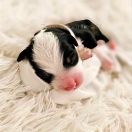 Bernedoodle Puppies from Daisy's Doodles