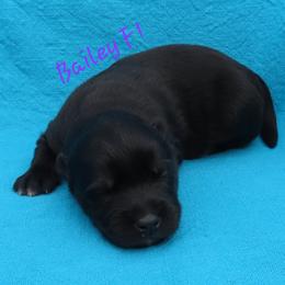 Bailey Female 1 - Black female Siberian Husky puppy in Hiawassee, Georgia from Chastains Huskies
