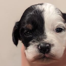 Aussiedoodles, Bernedoodles, Cavapoos, Goldendoodles, and Poodles from Southern Utah Doodles & Poodles