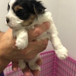 Biewer Terrier and Shih Tzu Puppies from Edrey