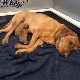 Blue - Yellow male Labrador Retriever puppy in Muskegon, Michigan from Red Acres Working Line K9s