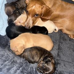 Dachshund Puppies from Western Weens