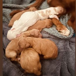 Cavapoos from Molly’s Babies