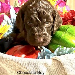 Boy 1 - Double Doodle puppy in El Cajon, California from Calibear Doodles