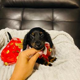 Maggie AKC Very small mini - Black and tan female Dachshund puppy in Magnolia, Texas from J&R Macias Dachshunds