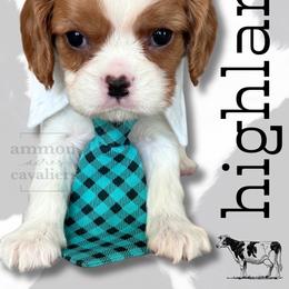 Highland - Blenheim male Cavalier King Charles Spaniel puppy in Ammon, Idaho from Ammon Acres Cavaliers
