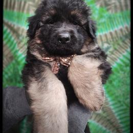 Data - Black and tan male German Shepherd puppy in Fort Jennings, Ohio from Von Holtzapple German shepherds