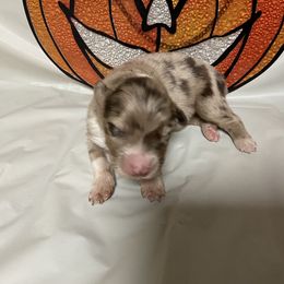 Spice - Red merle female Australian Shepherd puppy in Bethany, Connecticut from Wynter Thyme Manor Australian shepherds