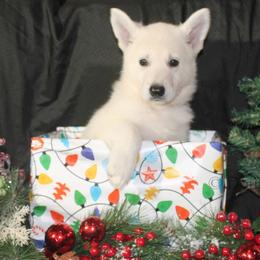 Quartz -Orange - White female German Shepherd puppy in Grimes County, Texas from Double H German Shepherds