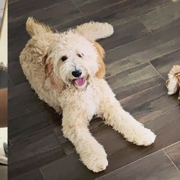 Molly - Goldendoodle