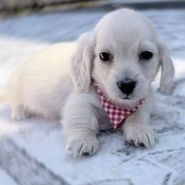 Tiny Lenard - Cream male Dachshund puppy in Richmond, Virginia from Irresistible Dachshunds & Cavaliers