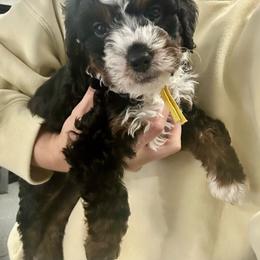 Citrine - Tri-color male Bernedoodle puppy in Janesville, Wisconsin from Zakadoodles