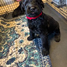 Red Female - Black female Giant Schnauzer puppy in Pearland, Texas from K & S Schnauzers