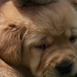 Labrador Retrievers from Bellvale Labradors