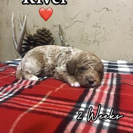 River - Red  male Goldendoodle puppy in Runaway Bay, Texas from Green Ranch Doodles