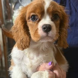 Girl 2 - Blenheim female Cavalier King Charles Spaniel puppy in Ocala Fl, Florida from Encore Cockers