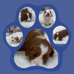 Cavapoo puppies from Loris Pampered Pooches💕