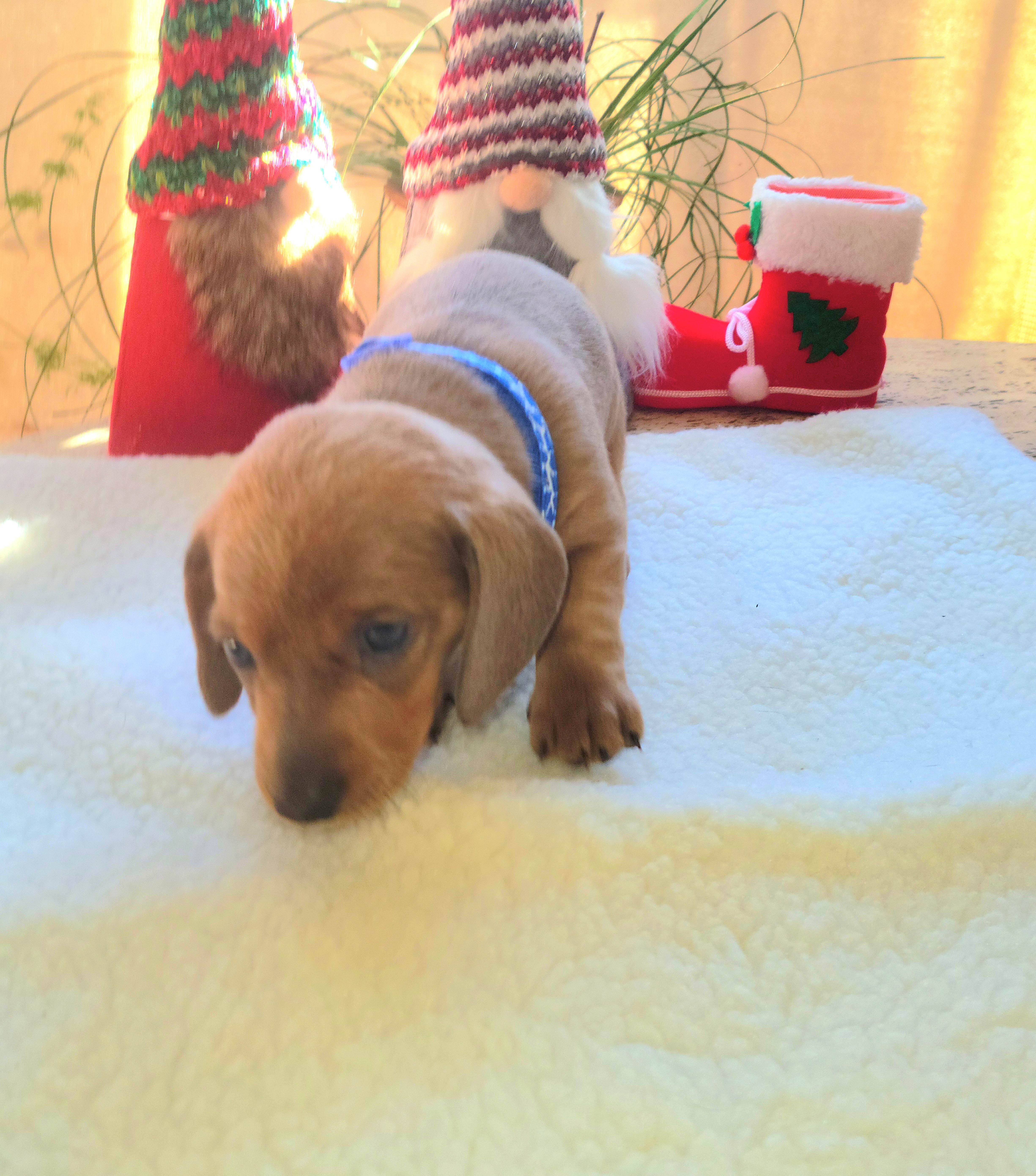 Dachshund Puppies from Evie's Mini Smooth Doxie Ranch
