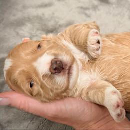 Romeo - Red  male Goldendoodle puppy in Bradenton, Florida from Christianna’s Mini Goldendoodles
