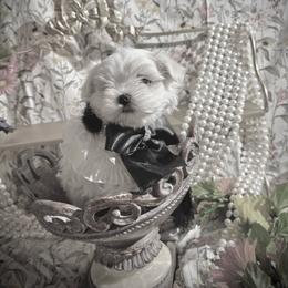 Larry - White male Maltese puppy in Upland, California from Prime Paradise Kennel