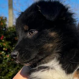 Ash(has tail) - Black tri-color male Australian Shepherd puppy in Butler, Georgia from Aussies at Howling Hill Farm