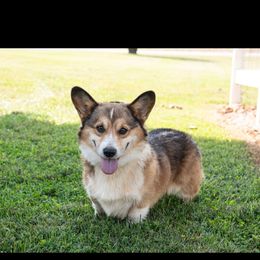 Swayze - Pembroke Welsh Corgi
