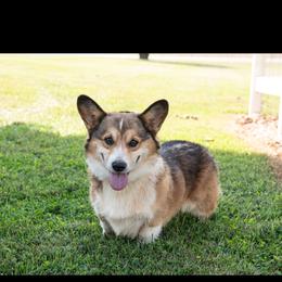 Swayze - Pembroke Welsh Corgi
