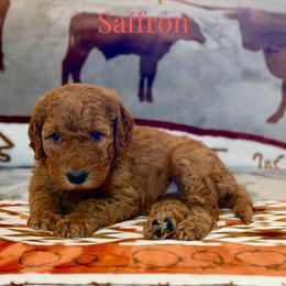 Saffron - Red  female Goldendoodle puppy in Houston, Texas from Golden Life Doodles